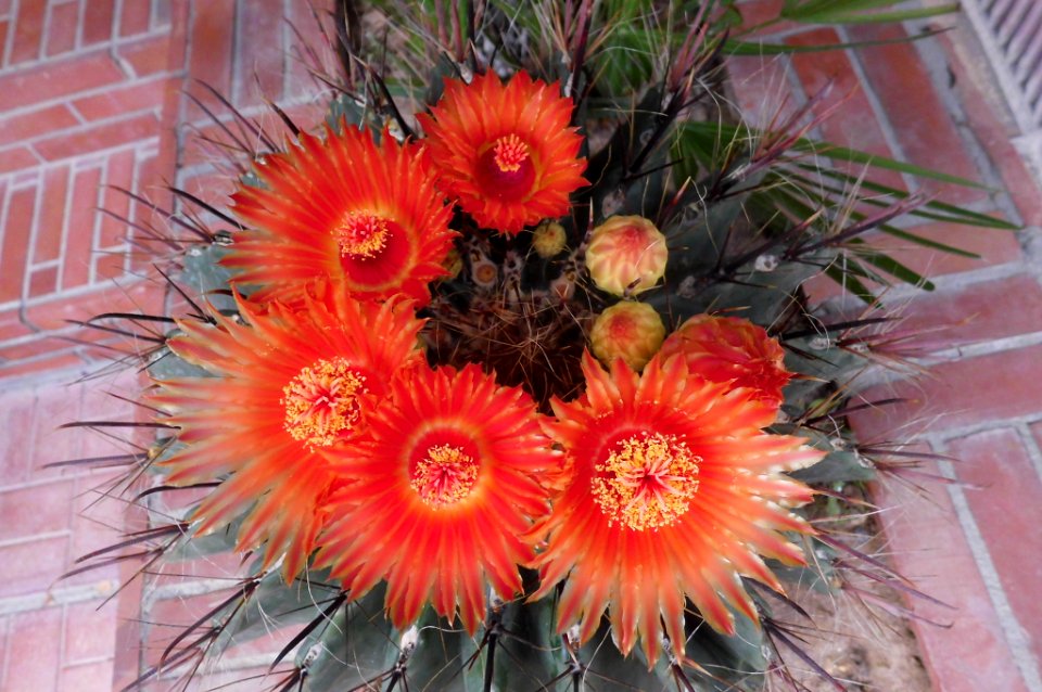 Ferocactus wislizeni