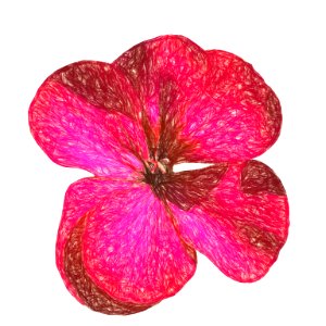 Flower of geranium with effect