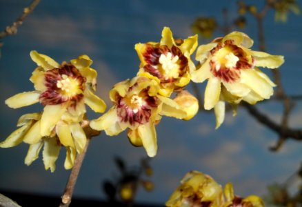 Χειμωνανθός, Chimonanthus praecox