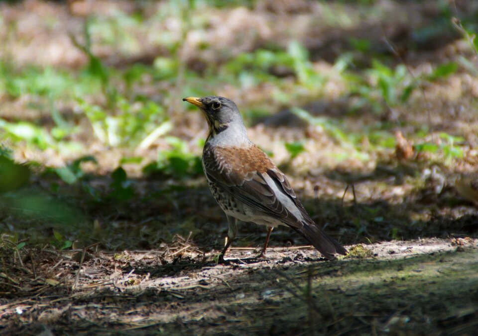 Living nature natur feathered race photo