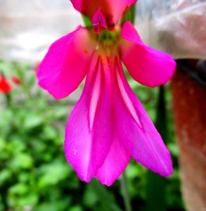 Gladiolus italicus photo