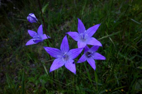 Campanula patula