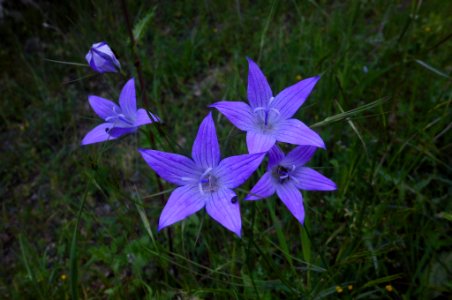 Campanula patula photo