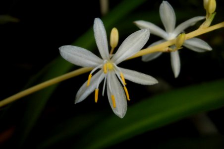 Chlorophytum comosum