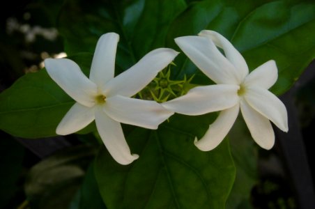 Jasminum sambac, μπουγαρίνι