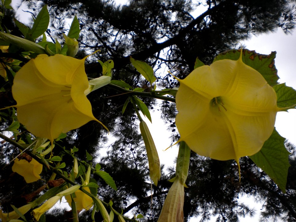 Brugmansia