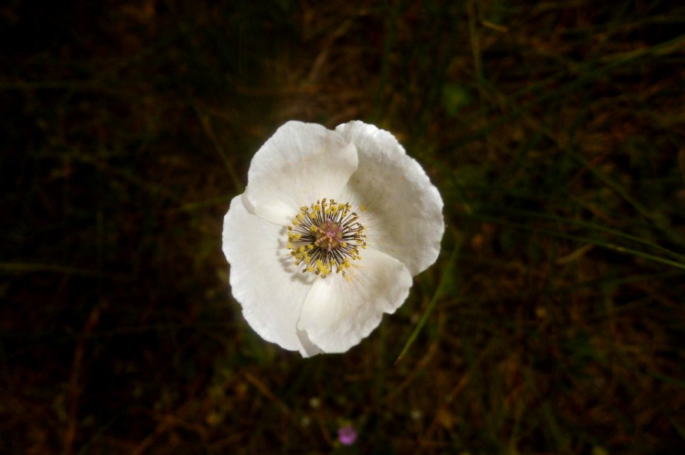 Papaver dubium albiflorum