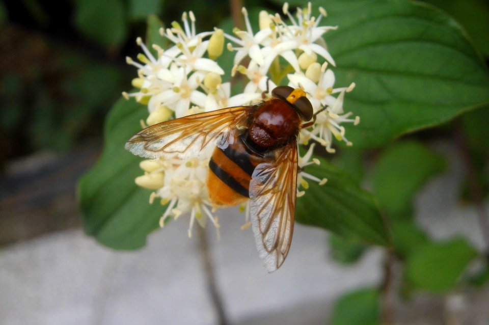 Volucella zonaria