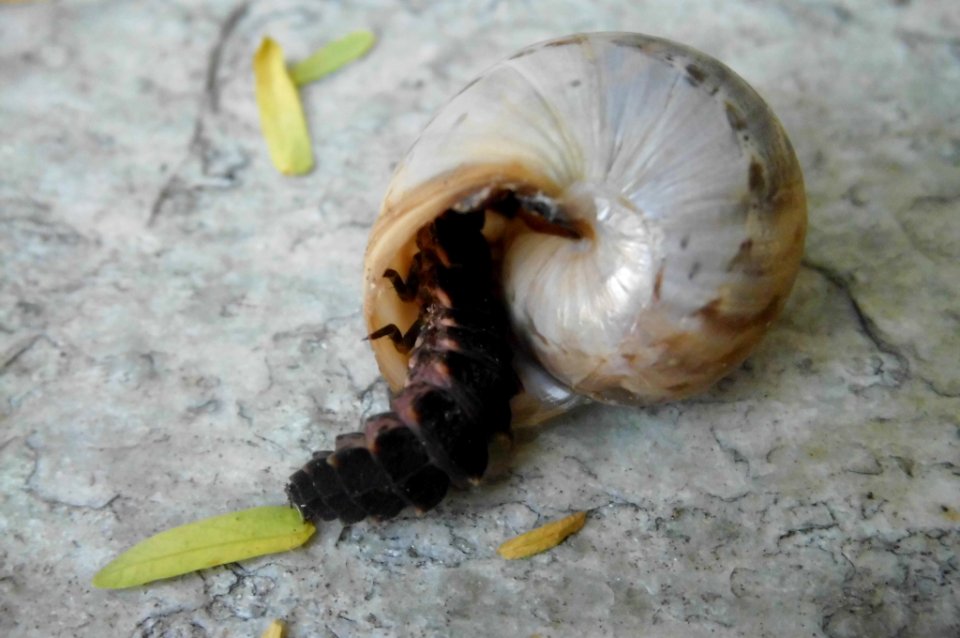 larva of glow-worm eating snail