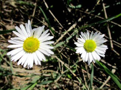 Bellis sylvestris photo