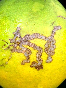 20200601-APHIS-PK-IYPH-0064