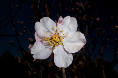 almond tree