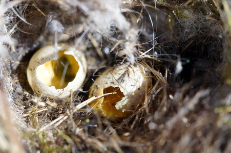 Egg two elster