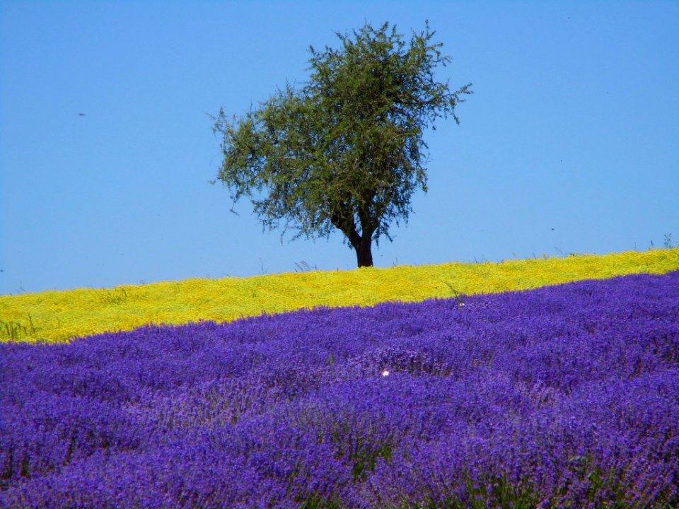 lavender and helichrysum cultures