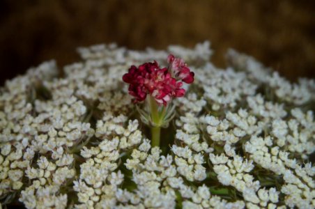 Daucus carota