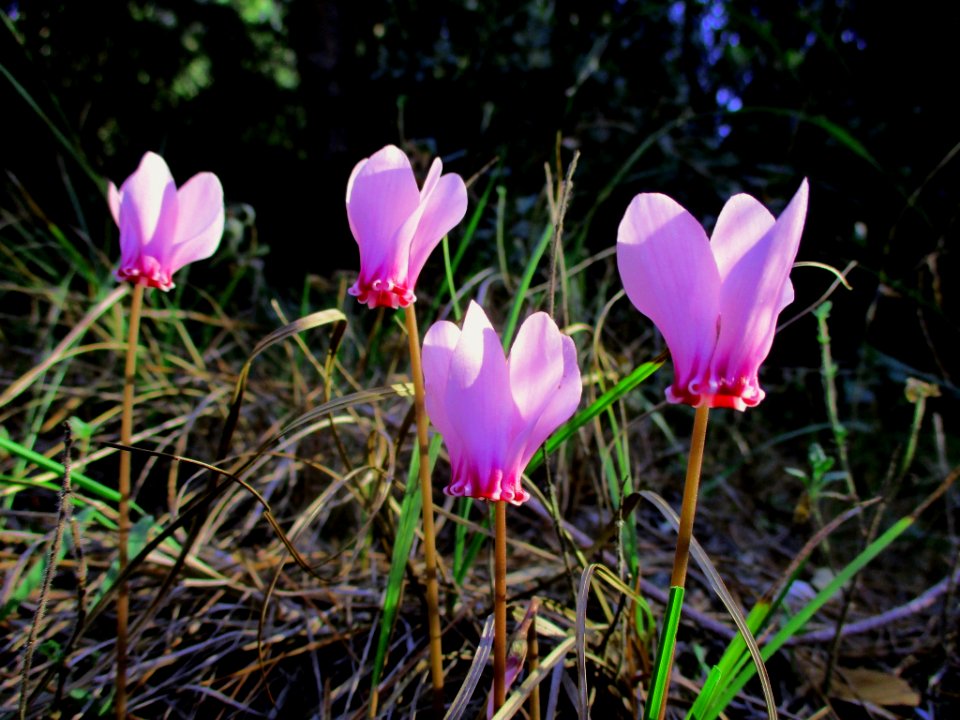 Cyclamen hederifolium