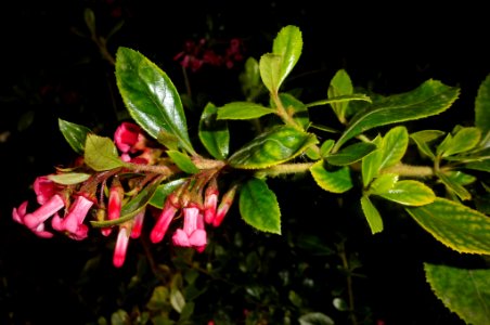 Escallonia rubra macrantha