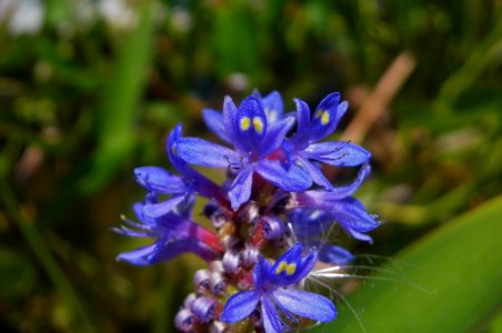 Pontederia cordata