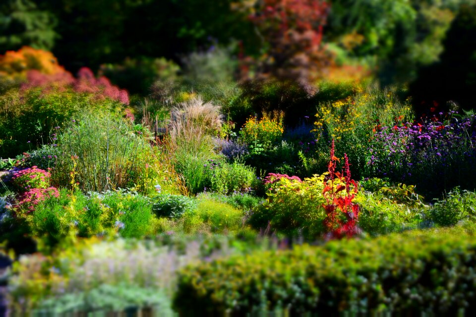 Potsdam garden blütenmeer
