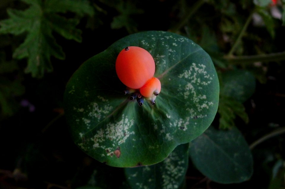 Lonicera caprifolium, fruits