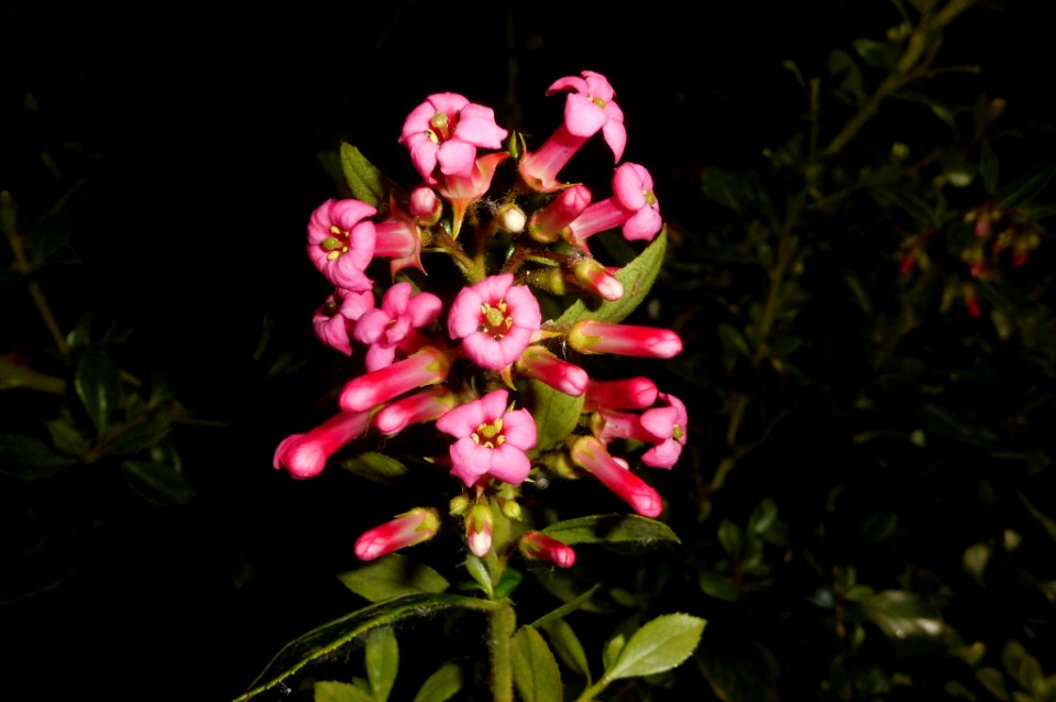 Escallonia rubra macrantha