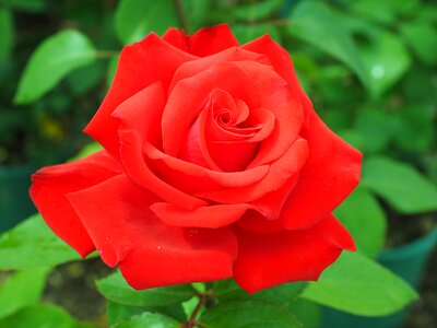 Bloom floribunda plant