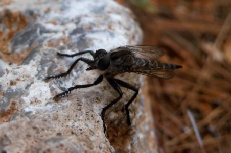 Robber fly, Neomochtherus melanopus