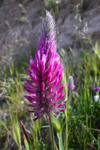 Trifolium rubens photo