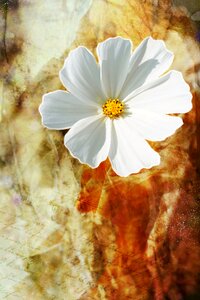 Blossom bloom plant