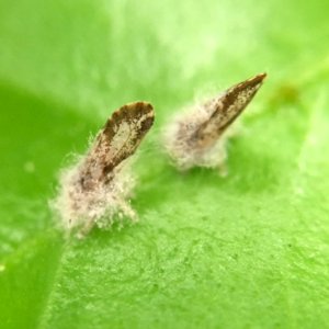 20200225-APHIS-JW-IYPH 0030