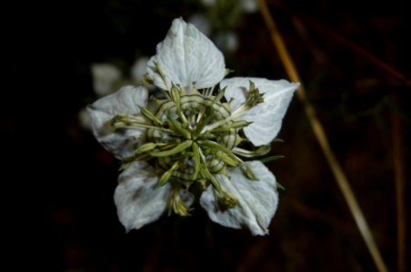 Nigella arvensis