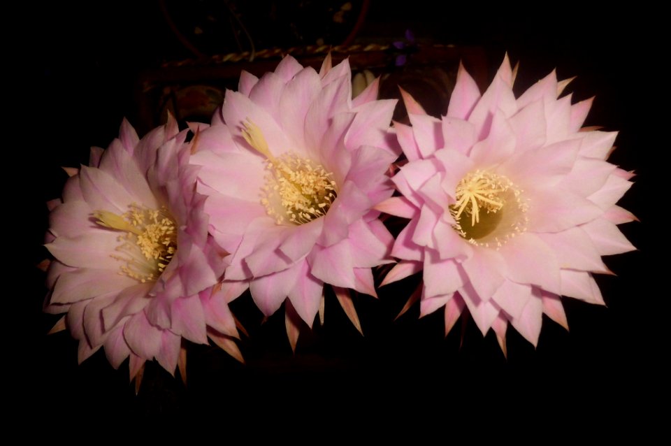 Echinopsis oxygona
