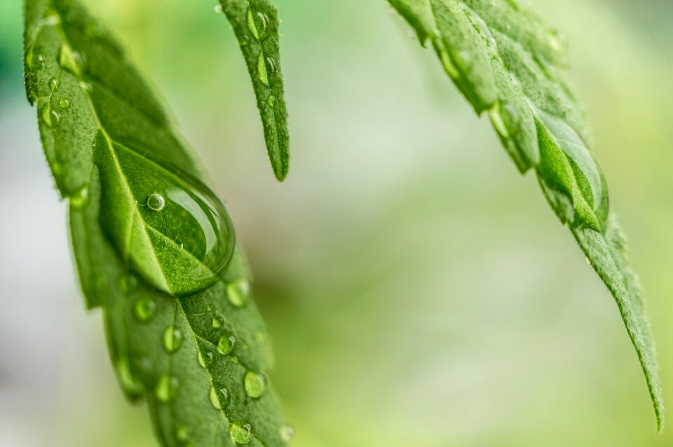 Hemp medical marijuana dew