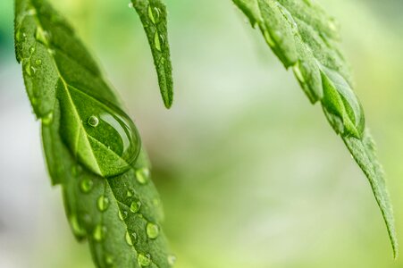 Hemp medical marijuana dew