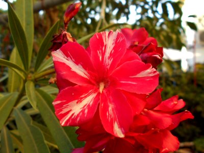 Nerium oleander photo