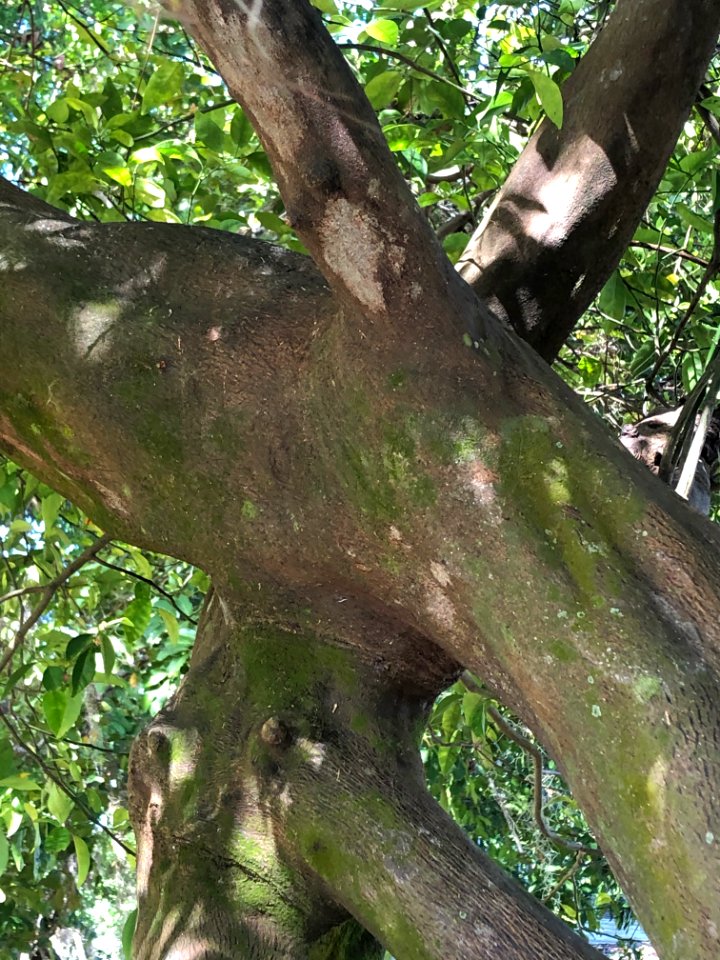 20200601-APHIS-PK-IYPH-0066