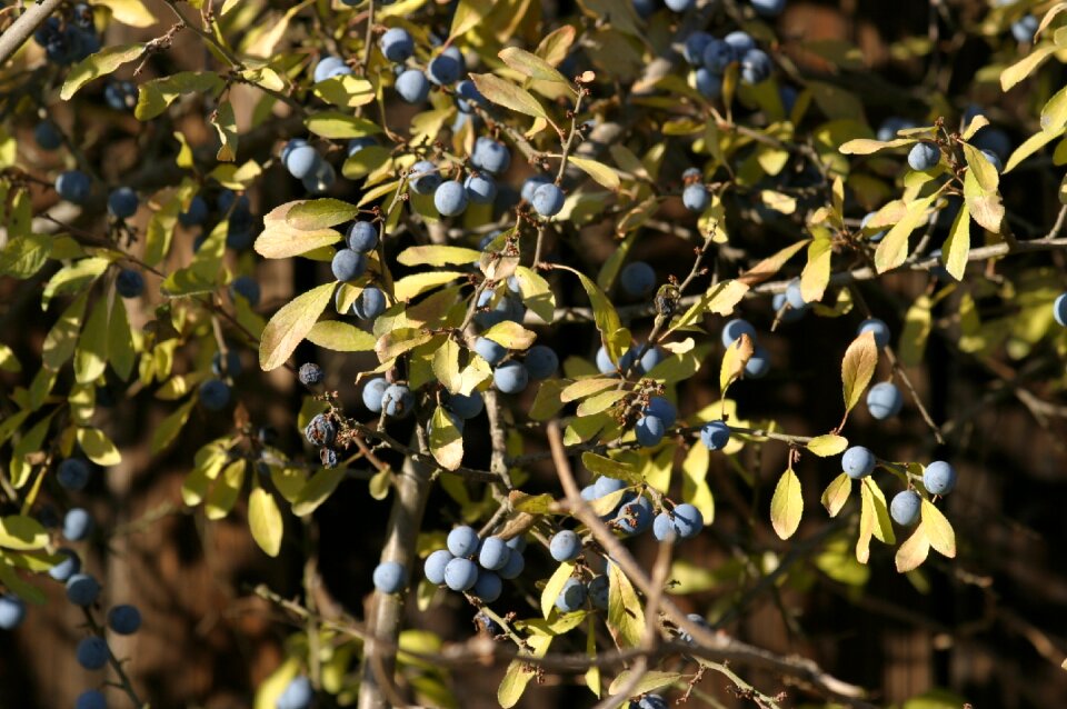 Schlehendorn stone fruit blue