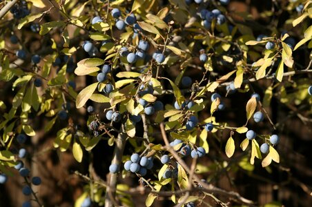 Schlehendorn stone fruit blue
