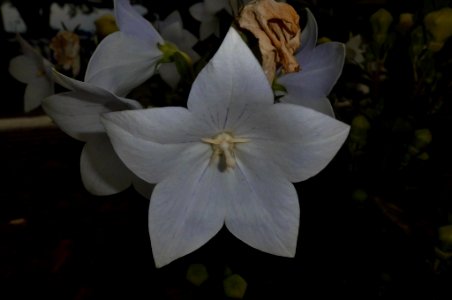 Platycodon grandiflorus photo