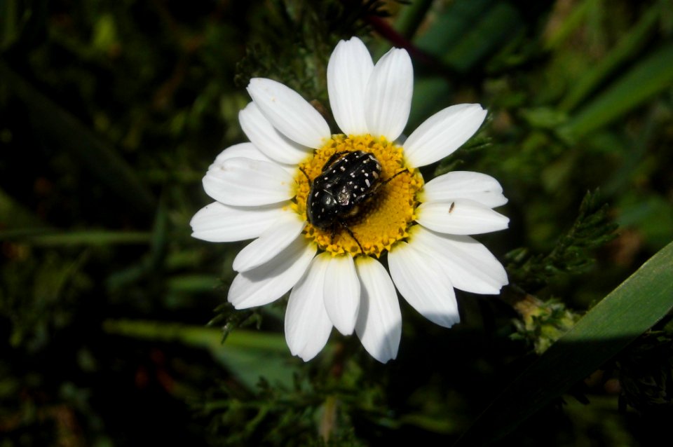 Oxythyrea funesta on Anthemis
