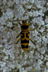 Chlorophorus varius
