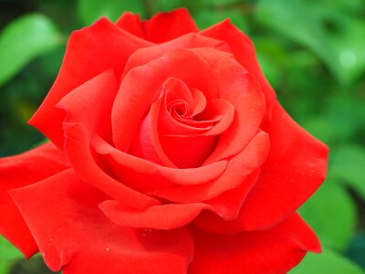 Bloom floribunda plant