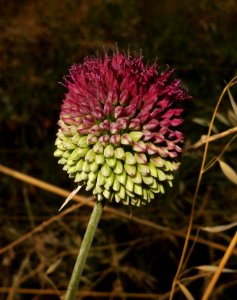 Allium sphaerocephalon photo