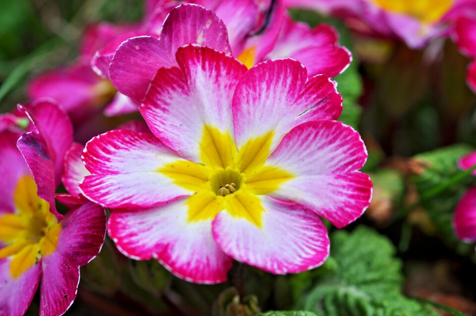 Bloom pink garden photo