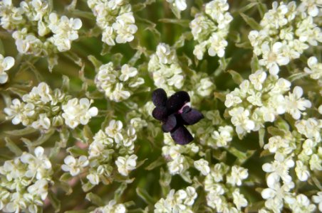 Daucus carota