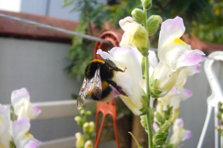 Bombus lucorum