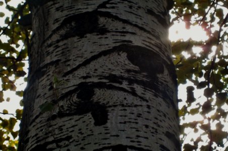 Populus alba