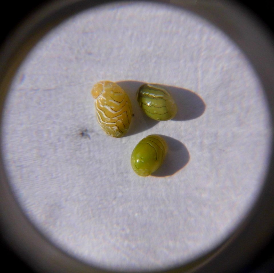 Smaragdia viridis