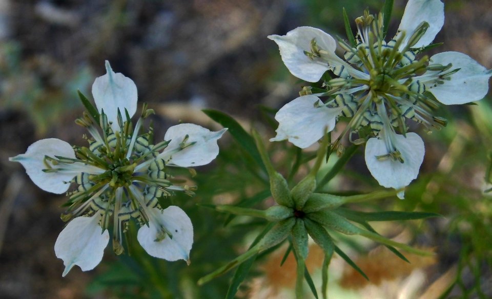 Nigella arvensis