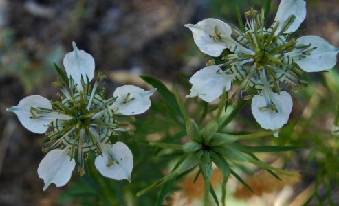 Nigella arvensis